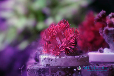 [AB水族生技工作室] 人工繁殖 日本紅單胞 Goniopora sp.珊瑚