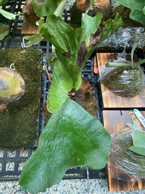 鹿角蕨象耳交女王-艾可己上板療癒植物-天南星-觀葉-室內-文青風-IG網紅-植物-療癒植物-蕨類植物