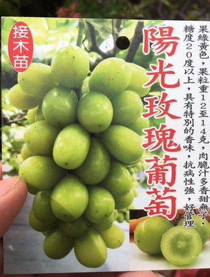 ╭☆東霖園藝☆╮水果苗( 陽光玫瑰葡萄 )葡萄----色香  小尺寸/4吋/10-15公分