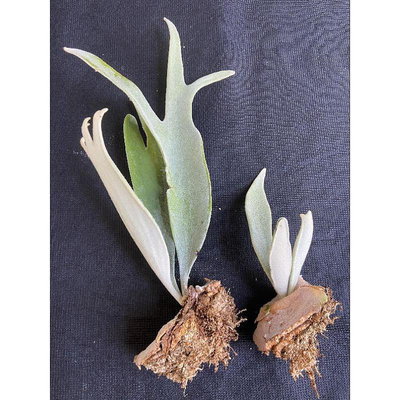 鹿角蕨P.veitchii silver “Nyx”夜銀-超大側芽入3吋盆2顆1組，錯過就沒了鹿角蕨-3吋盆觀葉植物