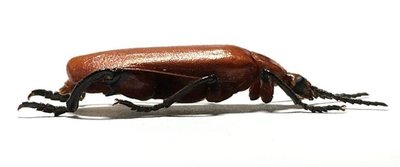 【熱賣精選】爪哇島原始雨林甲殼蟲標本P成對出售天牛犀金龜兜蟲