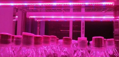 植物燈全光譜4:1紅:藍T8/4尺燈管(已含有燈座)電線與線上開關適合室內種植&amp;水族箱水草生長 內建變壓器:不需另外加購