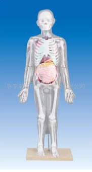 【熱賣精選】ZM1003-3人體體表、人體骨骼與內臟關系模型-教學醫學解剖模型