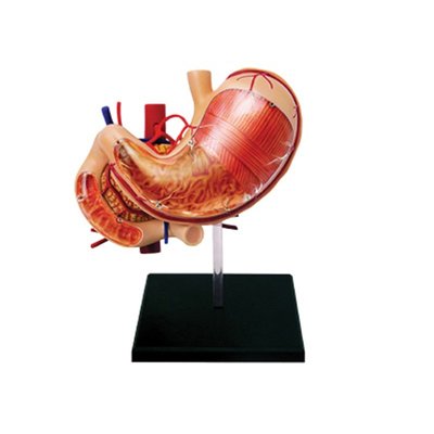 4D MASTER益智拼裝玩具人體胃器官解剖模型醫學教學用模型