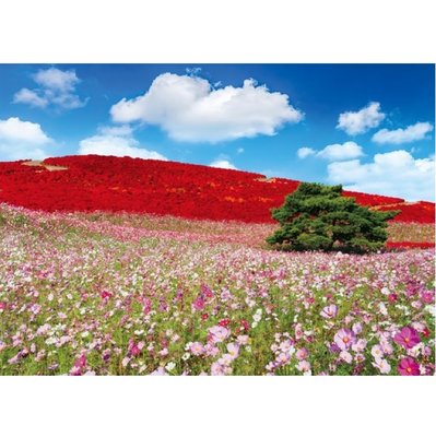風景攝影 日本風景 茨城 波斯菊閃耀的秋色之丘 (Epoch, 500片, 05-207s, 日本進口拼圖)