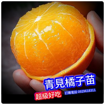 青見橘子 嫁接苗 最新品種（會爆汁）（高甜度）春見橘子 買3棵免運費、買5棵送1棵
