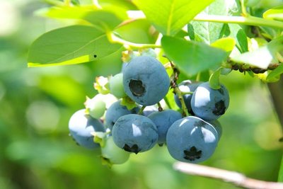 水果苗 ** 日本藍莓-5吋盆.高約20-30cm