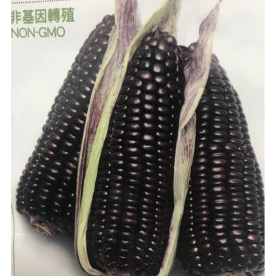 【媽咪蔬果園】、黑寶甜珍珠玉米    種子