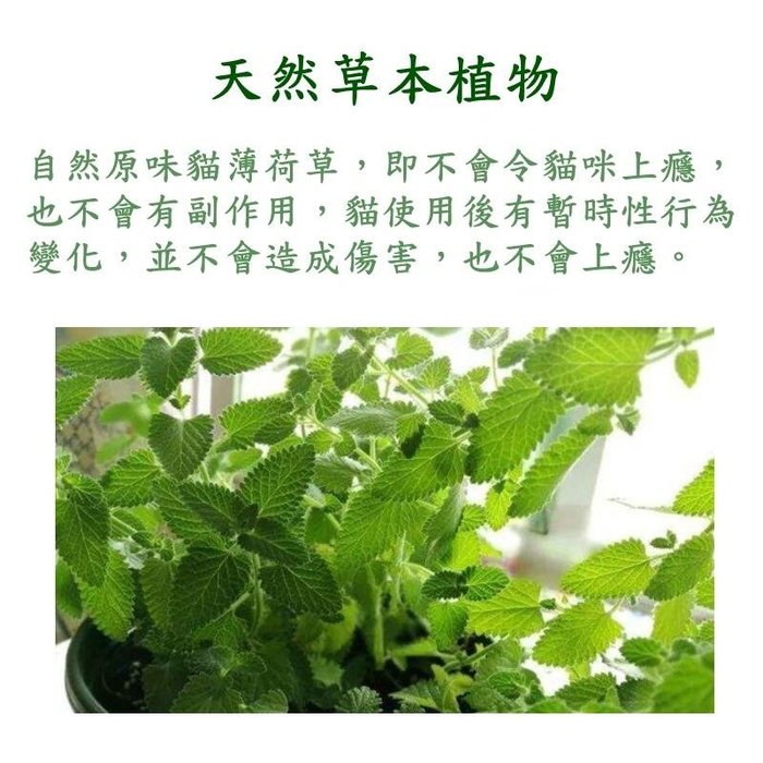 【珍愛頌】LI003 天然貓薄荷 (1入) 10g 試管裝 貓薄荷粉 乾葉 木天蓼 逗貓 貓草 貓零食 貓食 貓玩具