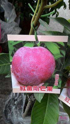 ╭☆東霖園藝☆╮水果苗( 紅金剛芒果)芒果 ..新品種