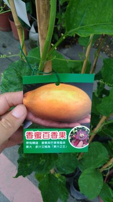 ☆東霖園藝☆╮水果苗( 香蜜百香果)百香果--阡插苗--目前約30-40公分