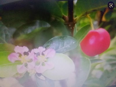 西印度櫻桃樹造型漂亮小品盆栽便宜賣990元超商取貨免運費好種植喜歡全日照的環境很會開花結果可食
