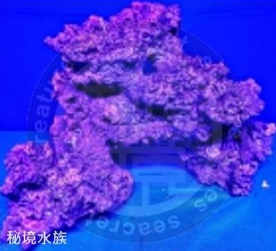 ♋ 秘境水族 ♋【美國CORAL REEF 】 珊瑚礁 人工活石(假活石) 適用裝飾/躲藏/繁殖 (TZ-S17)