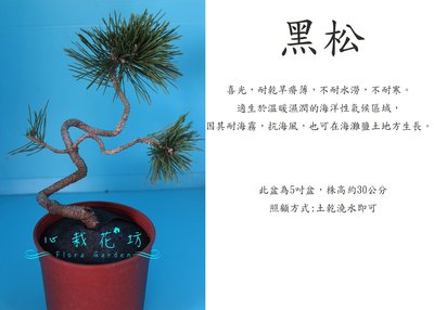 心栽花坊-黑松造型/5吋盆/造型樹/盆景素材/觀賞樹/售價300特價260