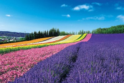 缺 10-800 1000片日本進口拼圖 風景 夢幻彩色花丘 日本 北海道