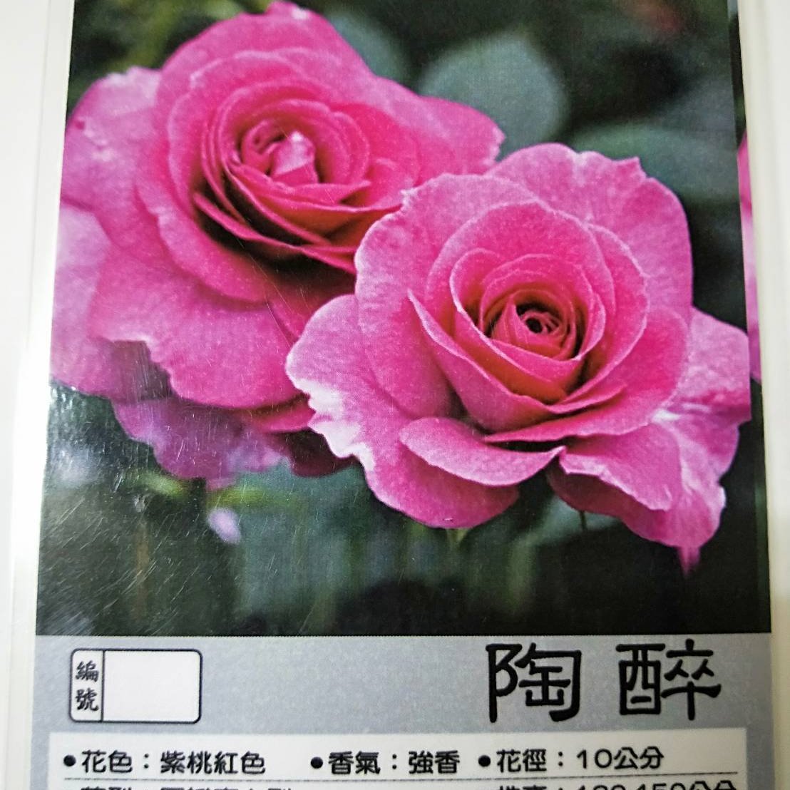 花花世界 玫瑰苗 陶醉sweet Intoxication 強香 3 5吋黑軟盆 高10 30公分 Ma Yahoo奇摩拍賣