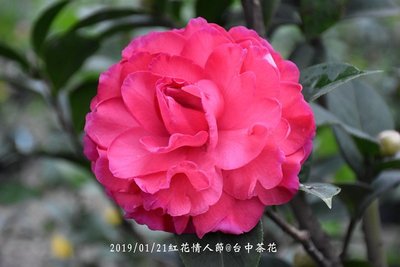 台中茶花- 紅花情人節 -(原棵茶花)-KK02