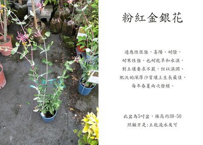 心栽花坊-粉紅金銀花/忍冬/5吋盆/香料香草植物/售價150特價120