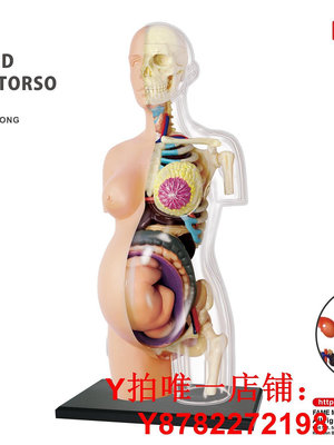 香港4dmaster透明孕婦模型人體妊娠學模型孕期瑜伽教學模具正品