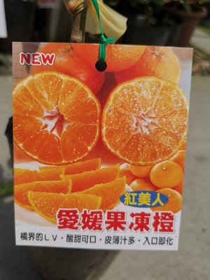 ╭＊田尾玫瑰園＊╯新品種水果苗-(愛媛果凍橙)40cm350元