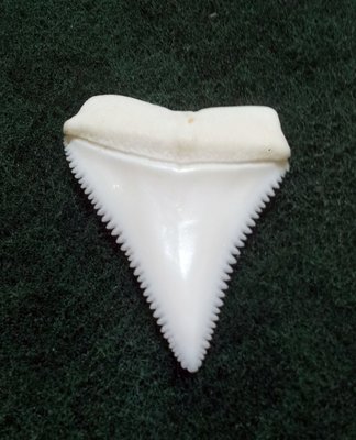 (New 大白鯊嘴牙) 3.6公分真正大白鯊(上鍔)鯊魚牙..無刮痕無缺齒. A標本級. 稀有! #32.362706