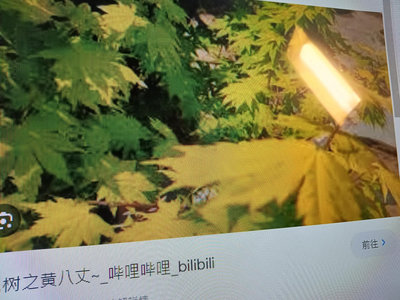 特殊少見日本黃金楓樹，名字叫做黃八杖，造型漂亮小品盆栽便宜賣1980元超商取貨免運費好種植喜歡潮濕的環境日照充足