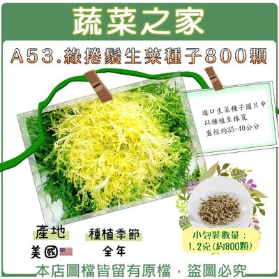 【蔬菜之家滿額免運】A53.綠捲鬚生菜種子1.2克(約800顆)
