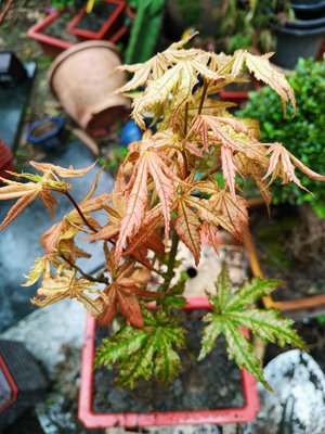 日本特殊的紅楓樹小品盆栽名字叫做赤鴨立澤，葉子很特別長新芽的時候特別漂亮後來會轉綠色線條1680元,老樹頭超商免運好種植