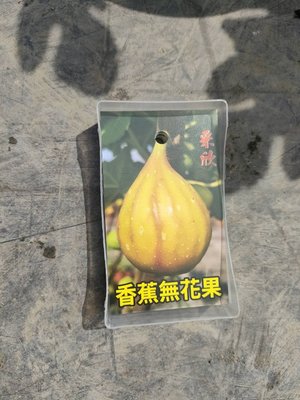 ^花草巷弄^ 6吋盆 / 無花果 / 香蕉 / 食用植物 / 水果植物