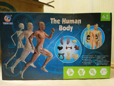 人體玩具骨骼模型套裝-steam科學教育 DIY 益智玩具 人體骨骼模型 骨骼模型 內臟模型