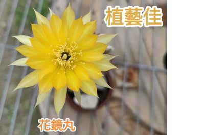 [植藝佳]多肉植物 花鏡丸 黃光丸 仙人掌 麗花丸屬 開花機器 易長側芽