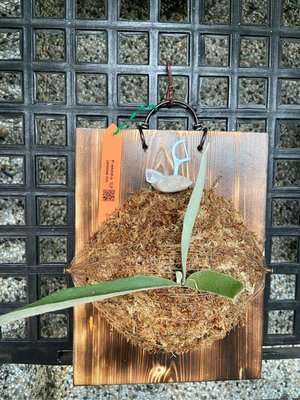 細葉檸檬鹿角蕨-己上板療癒植物-天南星-觀葉-室內-文青風-IG網紅-植物-療癒植物-蕨類植物