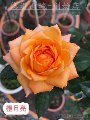 橙月亮。悠遊山城(創始店)5-6吋盆玫瑰~特價180