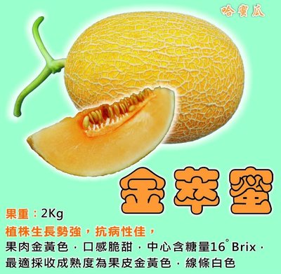【蔬菜種子S259】金萃蜜哈密瓜~果肉金黃色，口感脆甜，中心糖度達16度，果重約2公斤。