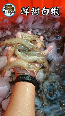 純海水養殖白蝦.鮮甜白蝦