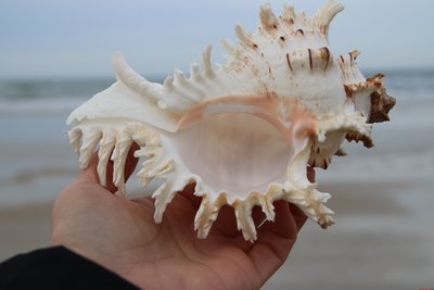 促銷打折 12-20厘米白色千手螺 粉口麒麟螺 白骨螺 天然大貝殼魚缸水族裝飾~