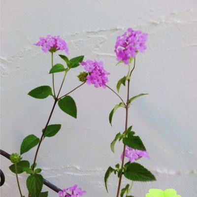 長榮 蔓性馬纓丹 3 5吋盆浪漫紫花馬櫻丹花色多終年開花草花蜜源懸垂植物常綠植物 Yahoo奇摩拍賣