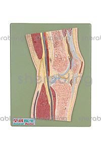 (ME-B_088)膝關節剖面模型解剖模型A11206