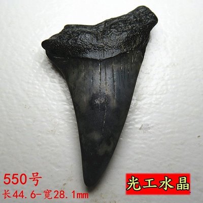 光工水晶阿賽斯特萊 巨齒鯊牙大牙鯊真牙齒遠古化石吊墜千萬年牙飾品 梅爾卡巴第三眼開發松果體5.5g