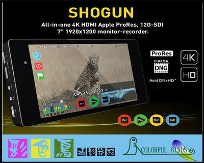彩色鳥 (租 截取器 記錄器) ATOMOS Shogun 4K 截取記錄器 7吋螢幕 二手出清1萬