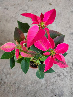 觀賞/室外植物~聖誕紅(桃喜)3吋~高10-15公分~花精靈植物的家
