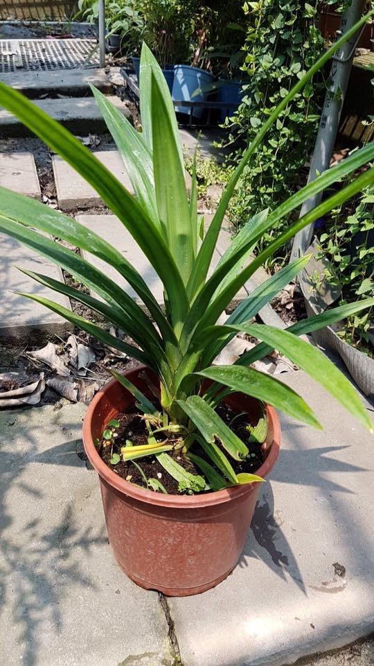 香蘭 香蘭葉 七葉蘭 香林投pandan 5吋 不含盆高15 30公分 花精靈植物的家 Yahoo奇摩拍賣