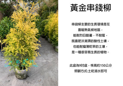 心栽花坊-黃金串錢柳/9吋/串錢柳/綠化植物/綠籬植物/售價1400特價1200