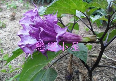 紫花曼陀羅--種子40粒100元