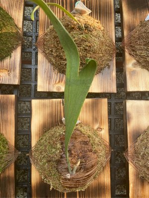 鹿角蕨深綠二叉大側芽-上版水耕植物-療癒植物-文青植物、蕨類植物、雨林植物-IG網紅室內植物-天南星-觀葉