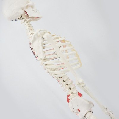 【熱賣精選】PNT0102  170cm肌肉起止點骨骼 人體骨架附肌肉起止點著色模型