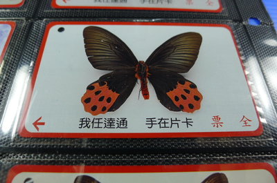 【YUAN】早期台北市公車票卡 編號LA0039-3/5 紅紋鳳蝶-台灣平地～低山地