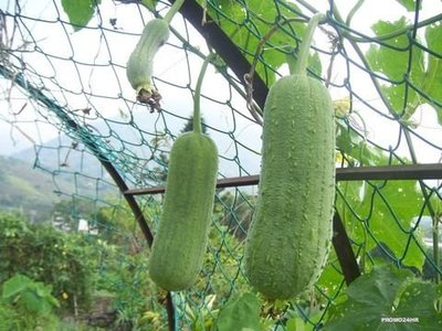 【蔬菜種子S249】名家短型絲瓜~ 20顆種子。耐熱、耐寒力強，節間短，雌花早，花數多，結果力好，早收、豐產
