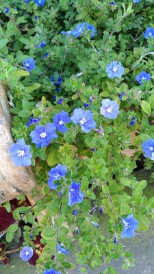 ☆東霖園藝☆╮多年生草花-(藍星花)--點點淡藍的花朵,點綴著