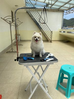 LAUMIE 摺收寵物美容桌 便攜型犬貓狗美容修毛工作桌 旅行用剪毛台《 TS60 》附吊桿（繩）每件 2,980元